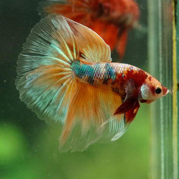 Galaxy/Candy Koi Halfmoon - 14 weeks old