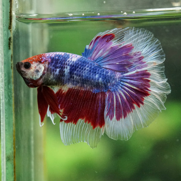 Galaxy/Candy Koi Halfmoon - 14 weeks old