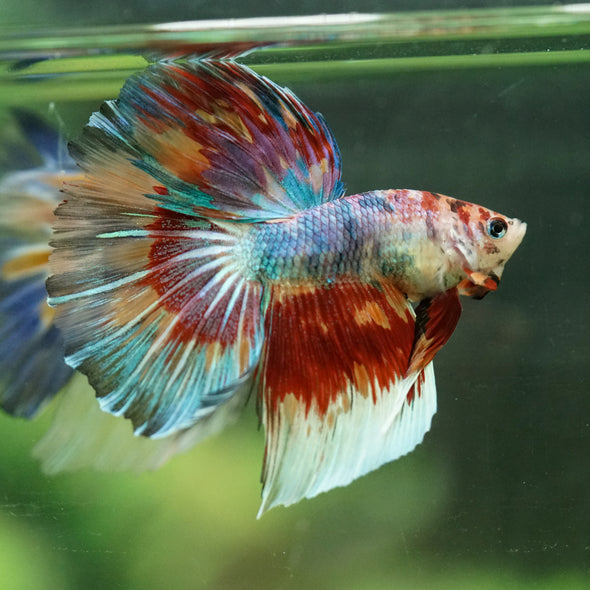 Galaxy/Candy Koi Halfmoon - 14 weeks old