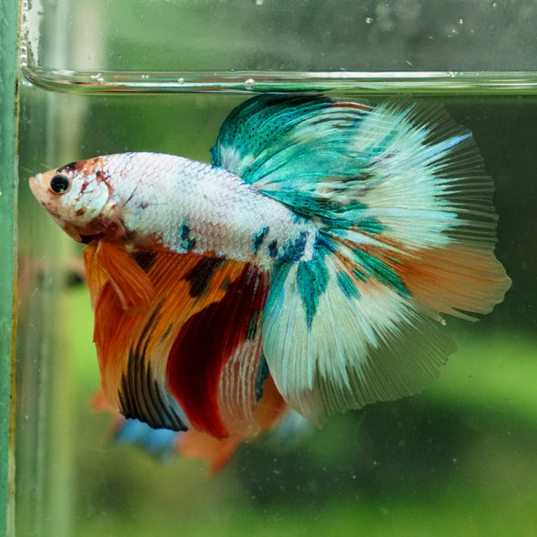 Galaxy/Candy Koi Halfmoon - 13 weeks old