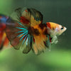 Galaxy/Candy Koi Halfmoon - 11 weeks old