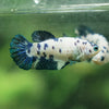 Blue/Green Dalmatian Plakat- Female