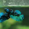 Black Galaxy Koi Plakat (Avatar) - Female- 13 Weeks Old