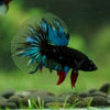 Black Base Galaxy Koi Halfmoon (Avatar) - 14 weeks old