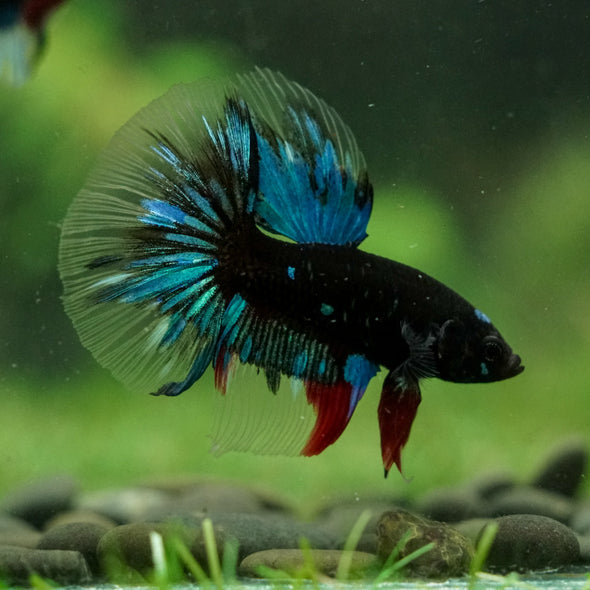 Black Base Galaxy Koi Halfmoon (Avatar) - 14 weeks old