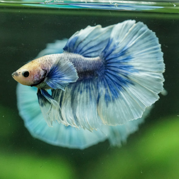 Dumbo Halfmoon - 12 weeks old