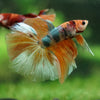 Galaxy/Candy Koi Halfmoon - 14 weeks old