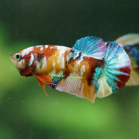 Multicolor/ Galaxy Koi Plakat- Female- 13 Weeks Old