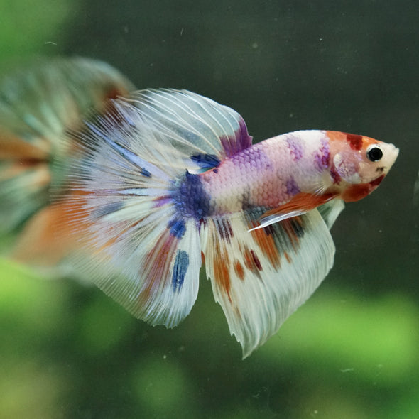 Galaxy/Candy Koi Halfmoon - 14 weeks old