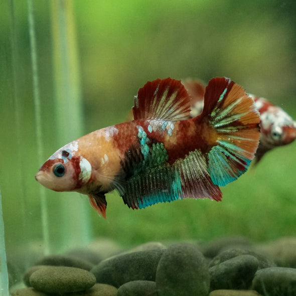 Multicolor/ Galaxy Koi Plakat - Female- 13 Weeks Old