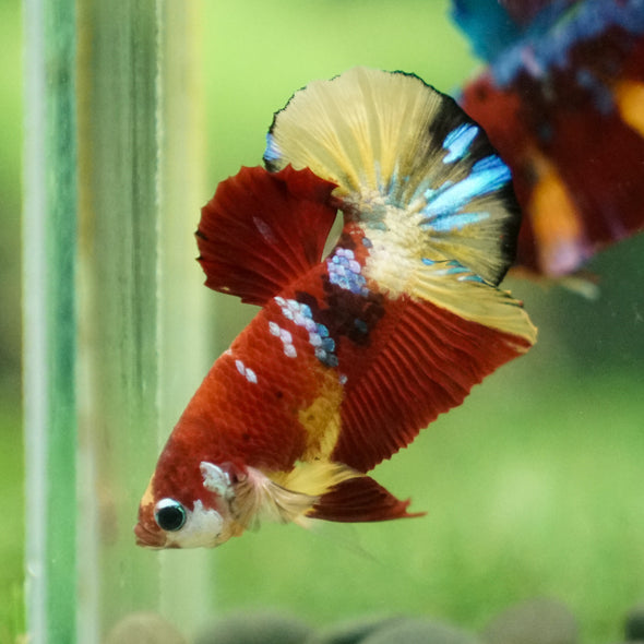 Multicolor/Galaxy Koi Plakat -13 weeks Old