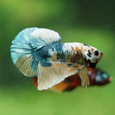Multicolor/Galaxy Koi Plakat -16 weeks Old