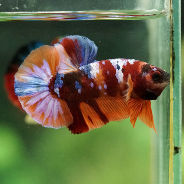 Multicolor/Galaxy Koi Plakat -16 weeks Old