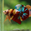 Multicolor/Galaxy Koi Plakat -16 weeks Old