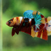 Multicolor/Galaxy Koi Plakat -16 weeks Old