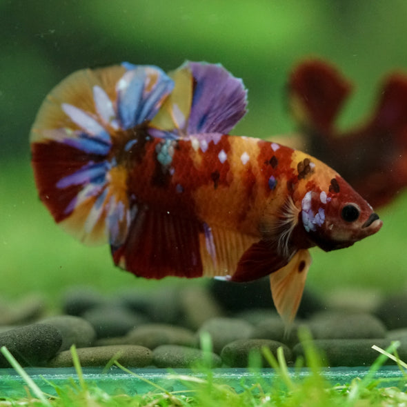 Multicolor/Galaxy Koi Plakat -16 weeks Old