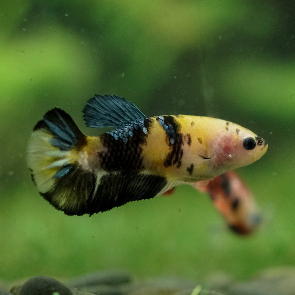 Multicolor/ Galaxy Koi Plakat- Female- 13 Weeks Old