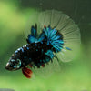 Black Base Galaxy/Candy Koi Halfmoon - 14 weeks old