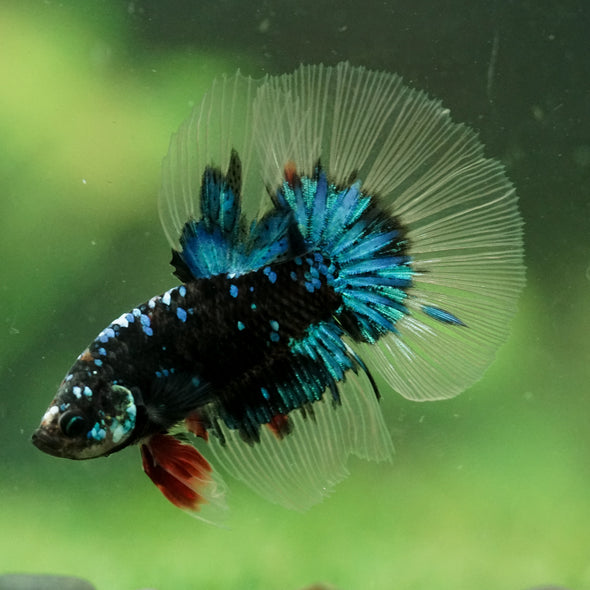 Black Base Galaxy/Candy Koi Halfmoon - 14 weeks old
