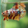 Multicolor/Galaxy Koi Plakat -16 weeks Old