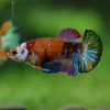 Multicolor/ Galaxy Koi Plakat- Female- 13 Weeks Old