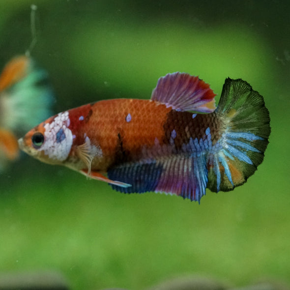 Multicolor/ Galaxy Koi Plakat- Female- 13 Weeks Old