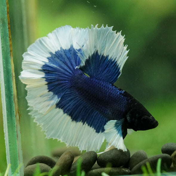 Dumbo Halfmoon - 12 weeks old