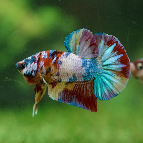 Multicolor/Galaxy Koi Plakat -13 weeks Old