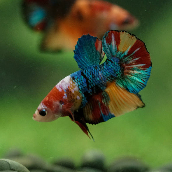 Multicolor/Galaxy Koi Plakat -10 weeks Old