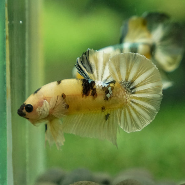 Multicolor/Galaxy Koi Plakat -13 weeks Old