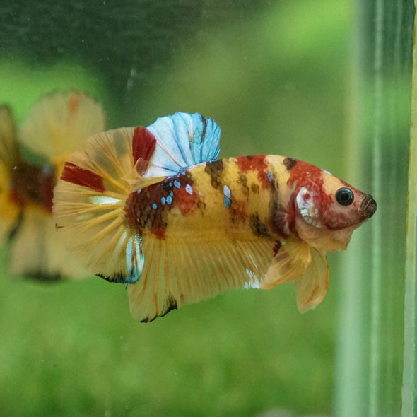 Multicolor/Galaxy Koi Plakat -13 weeks Old