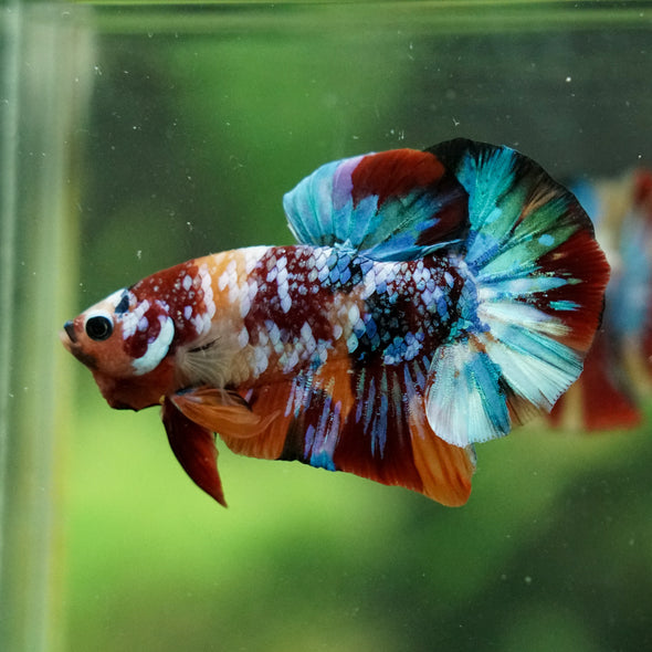 Multicolor/Galaxy Koi Plakat -16 weeks Old