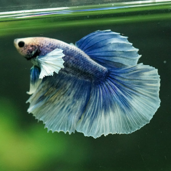 Dumbo Halfmoon - 11 weeks old