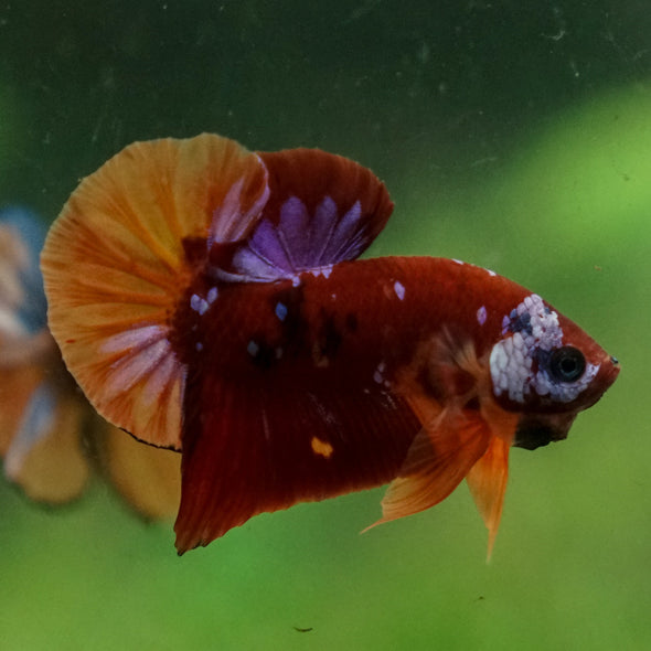 Multicolor/Galaxy Koi Plakat -13 weeks Old