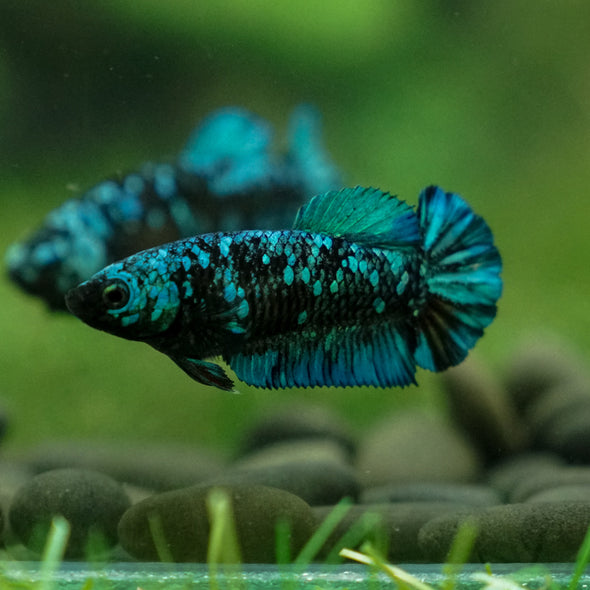 Black Galaxy Koi Plakat (Avatar) - Female- 13 Weeks Old