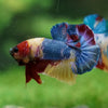 Multicolor/Galaxy Koi Plakat -13 weeks Old