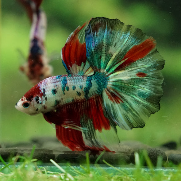 Galaxy/Candy Koi Halfmoon - 14 weeks old