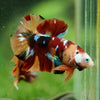 Multicolor/Galaxy Koi Plakat -16 weeks Old