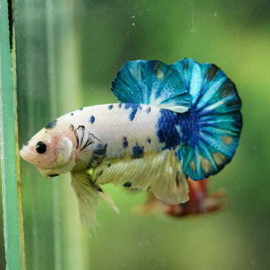 Multicolor/Galaxy Koi Plakat -16 weeks Old