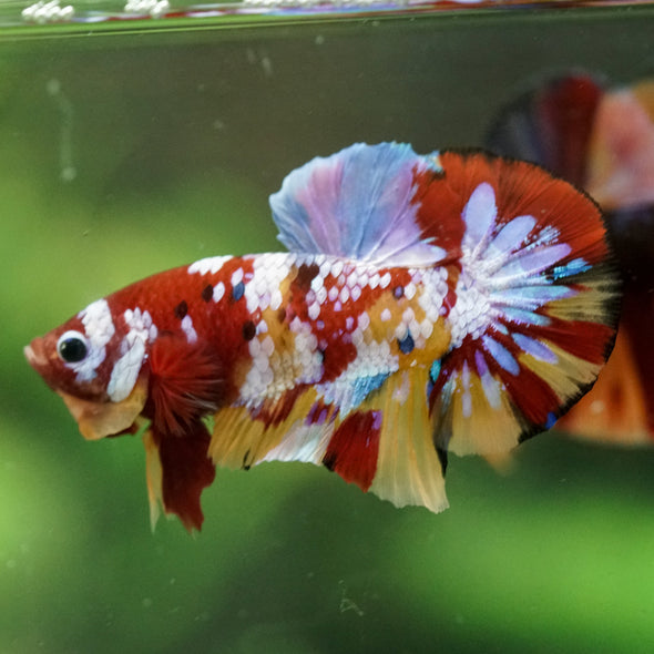 Multicolor/Galaxy Koi Plakat -16 weeks Old