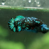 Black Galaxy Koi Plakat (Avatar) - Female- 13 Weeks Old