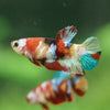 Multicolor/ Galaxy Koi Plakat- Female- 13 Weeks Old