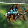 Galaxy Koi Halfmoon - 13 weeks old