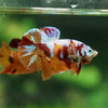 Multicolor/Galaxy Koi Plakat -13 weeks Old