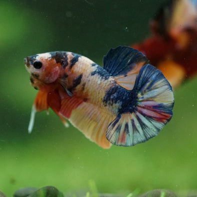 Multicolor/Galaxy Koi Plakat -16 weeks Old