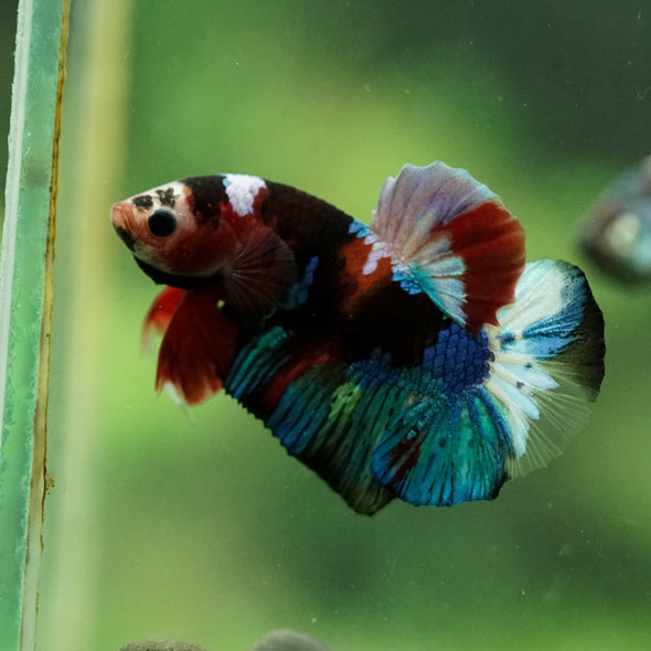 Multicolor/Galaxy Koi Plakat -16 weeks Old