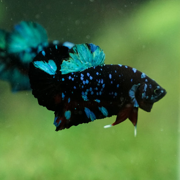 Black Koi Galaxy Plakat (Avatar) -13 weeks Old