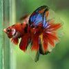 Galaxy/Candy Koi Halfmoon - 11 weeks old