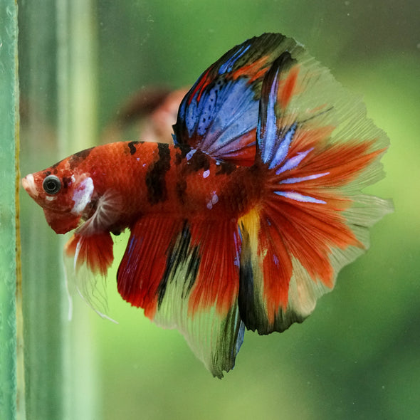Galaxy/Candy Koi Halfmoon - 11 weeks old
