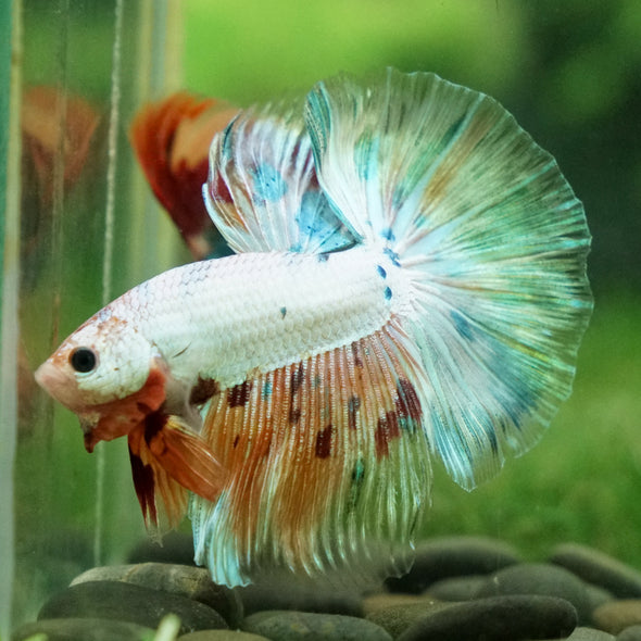 Galaxy/Candy Koi Halfmoon - 13 weeks old